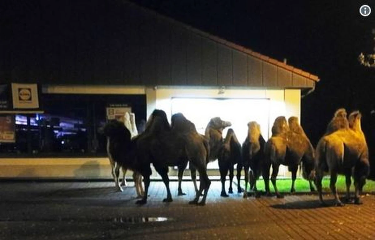 Ten widok zaskoczył wszystkich. Stado wielbłądów wypatrzyli w poniedziałkowy wieczór kierowcy w Bergen w Dolnej Saksonii w Niemczech. Zwierzęta stały na parkingu popularnego dyskontu. Zauważyli je kierowcy jadący pobliską autostradą. 