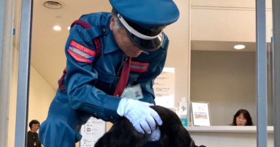 Rezolutna kocia para od dwóch lat bezskutecznie próbuje wejść do muzeum Onomichi w zachodniej Japonii. Dzięki swojemu uporowi koty stały się gwiazdami internetu, nie poddając się i wciąż od nowa próbując wejść do obiektu.