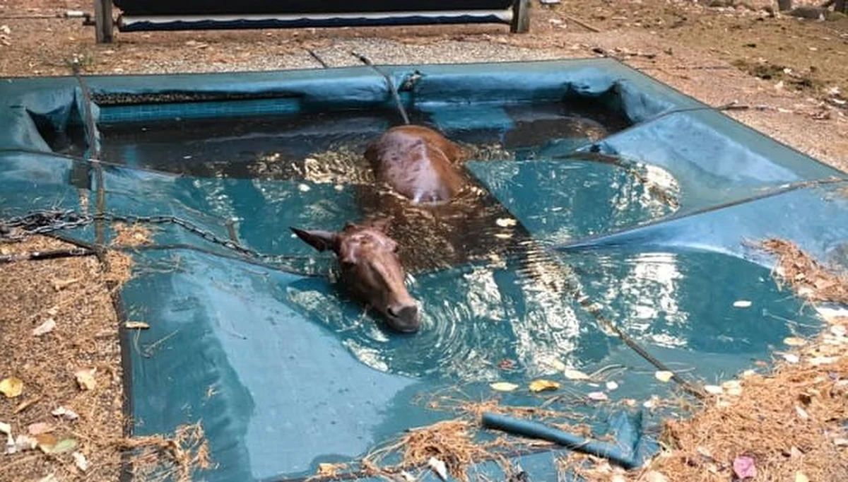 ​Ratownicy w Kalifornii w pogorzelisku jednego miasta znaleźli żywego konia. Zwierzę przeżyło horror wyłącznie dzięki temu, że wpadło do basenu.