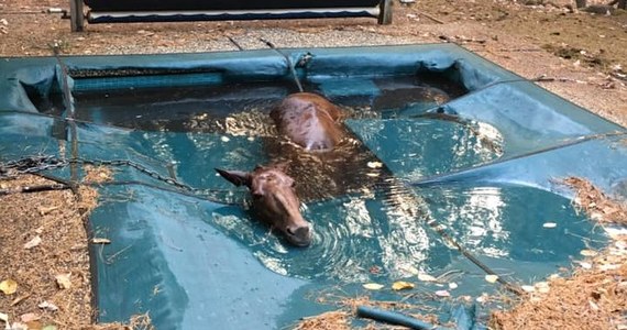 ​Ratownicy w Kalifornii w pogorzelisku jednego miasta znaleźli żywego konia. Zwierzę przeżyło horror wyłącznie dzięki temu, że wpadło do basenu.