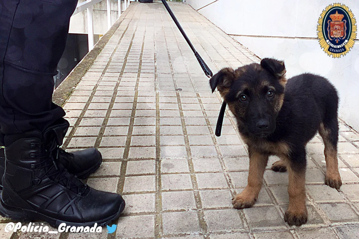 Policja w hiszpańskiej Granadzie przyłapała na gorącym uczynku mężczyznę, który kopał małego wilczura. Funkcjonariusze zaadoptowali uratowanego szczeniaka i teraz trenują go na psa policyjnego – pisze BBC.