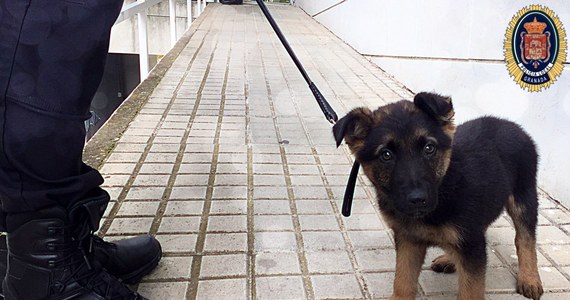 Policja w hiszpańskiej Granadzie przyłapała na gorącym uczynku mężczyznę, który kopał małego wilczura. Funkcjonariusze zaadoptowali uratowanego szczeniaka i teraz trenują go na psa policyjnego – pisze BBC.