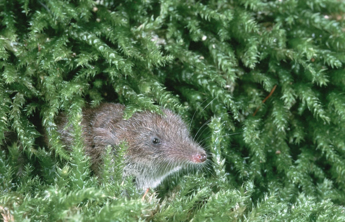Zoo we Wrocławiu ma nowego lokatora. To najmniejszy ssak świata. Ryjówek etruski przyjechał z Niemiec i zamieszkał w pawilonie Sahary.  