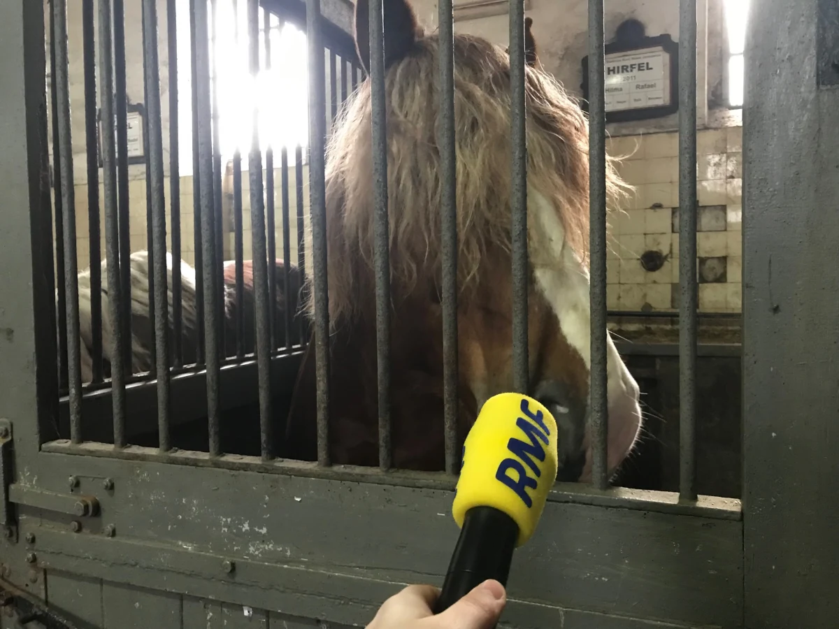 Niespełna 30-tysięczny Kętrzyn w Warmińsko-Mazurskiem był bohaterem cyklu Twoje Miasto w Faktach RMF FM. To miasto, gdzie możemy zobaczyć zamek krzyżacki, odwiedzić bazylikę św. Jerzego, czy skorzystać z bogatej oferty kulturalnej.