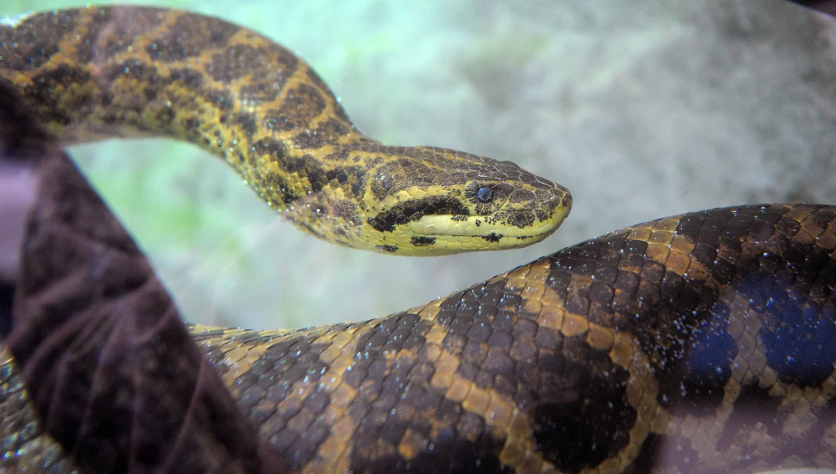 Panika na Francuskiej Riwierze! Nieopisane zamieszanie wywołała ponad 2-metrowa anakonda, która odkryły dzieci bawiące się na głównym placu jednego z miasteczek.