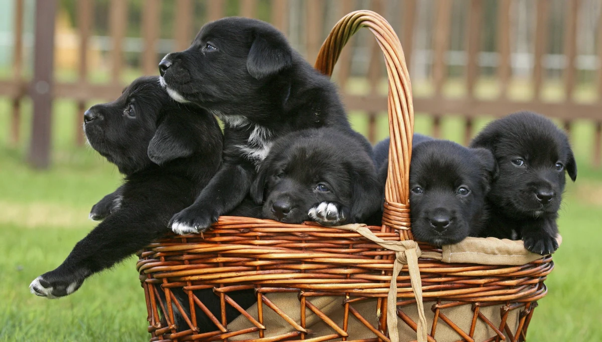 Włoska policja rozbiła na północy kraju gang, który przemycał szczenięta z Węgier, Polski i i Słowacji - podały w poniedziałek włoskie media, powołując się na śledczych. Psy były następnie sprzedawane w internecie. Zarzuty postawiono 8 osobom, w tym Polce.