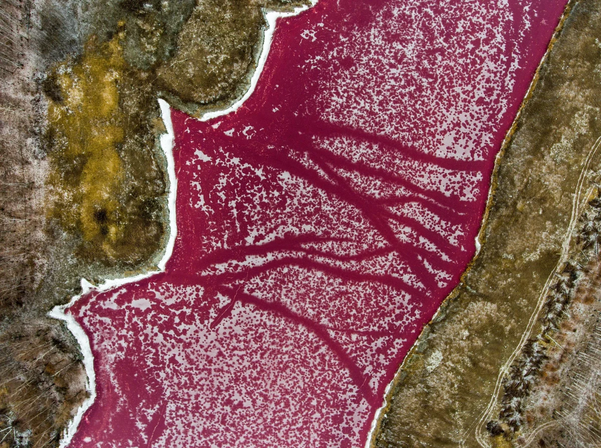 Do sieci trafiły zdjęcia zamarzniętego stawu w jednej z rosyjskich miejscowości. Nie byłoby w tym nic niezwykłego, gdyby nie fakt, że woda przybrała tam kolor różowy.