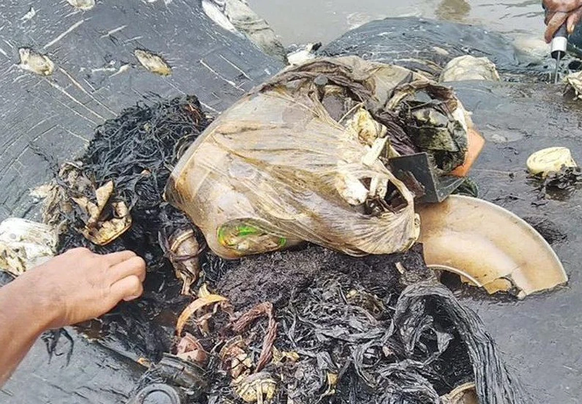 Ocean wyrzucił na brzeg Indonezji martwego kaszalota. W brzuchu wieloryba znaleziono między innymi 115 plastikowych kubków i 25 worków foliowych – w sumie było to 6 kilogramów plastiku. 