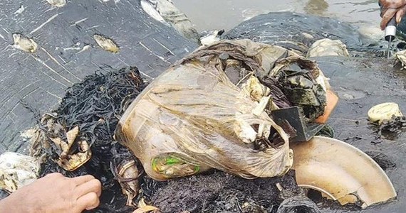Ocean wyrzucił na brzeg Indonezji martwego kaszalota. W brzuchu wieloryba znaleziono między innymi 115 plastikowych kubków i 25 worków foliowych – w sumie było to 6 kilogramów plastiku. 