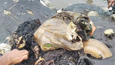 Martwy wieloryb w Indonezji. W brzuchu miał 6 kg plastiku