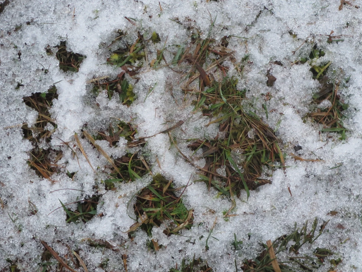 Niedźwiedzia rodzina wybrała się na spacer po świeżym śniegu w rejonie skoczni narciarskiej Wielka Krokiew w Zakopanem.