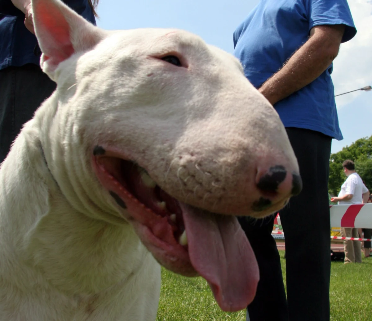 Nie wszystkie rasy psów sprawdzą się w rodzinie, w której są dzieci. Co powinniśmy wziąć pod uwagę, zanim weźmiemy pod opiekę czworonoga?