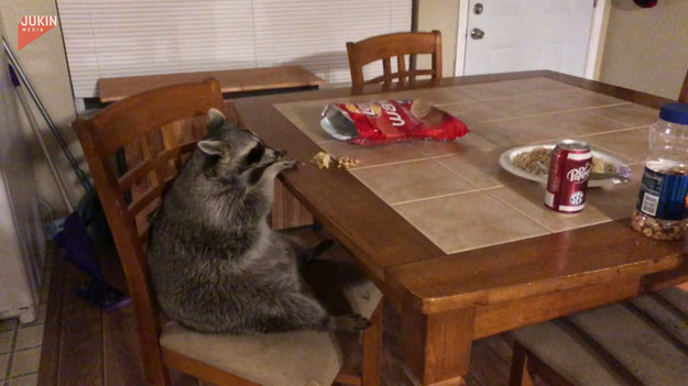 Szopy uwielbiają jeść, a patrząc na tego, szczególnie. Jest on jednak na tyle wychowany, że wie jak to robić i siedząc przy stole zajada się ulubionym przysmakiem.