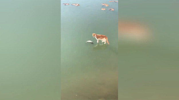 Kot wpadł w szał widząc rybę pod wodą w przydomowym jeziorze. Był tylko jeden problem.