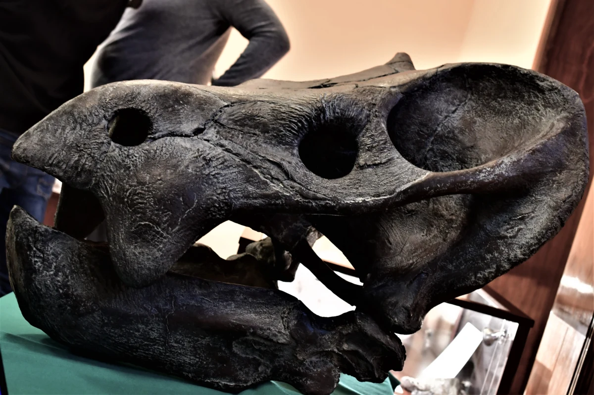 We wsi Lisowice na Śląsku w budynku cegielni polscy paleontolodzy dokonali niezwykłego i przełomowego odkrycia. Odnaleźli szczątki wielkiego zwierzęcia sprzed ponad 200 milionów lat, o którego istnieniu nikt nie wiedział! To znalezisko rzuca nowe światło na początki ery dinozaurów. 