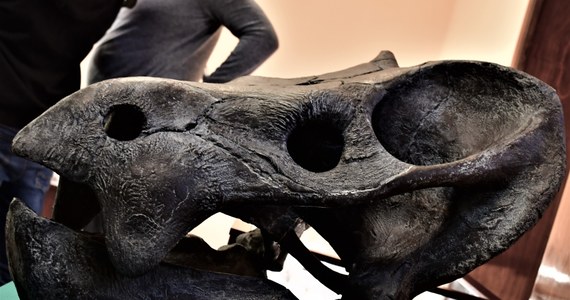 We wsi Lisowice na Śląsku w budynku cegielni polscy paleontolodzy dokonali niezwykłego i przełomowego odkrycia. Odnaleźli szczątki wielkiego zwierzęcia sprzed ponad 200 milionów lat, o którego istnieniu nikt nie wiedział! To znalezisko rzuca nowe światło na początki ery dinozaurów. 