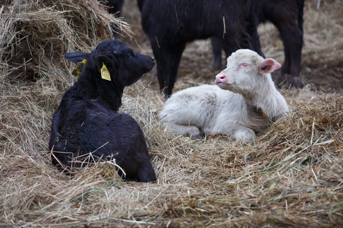 Wszyscy jego krewni mają ciemne umaszczenie, a on jest biały jak śnieg – mowa o bawolim albinosie, który urodził się właśnie w węgierskim rezerwacie przyrody. Ten maluch ma duże szanse na to, że ze względu na swoją wyjątkowość już niedługo stanie się gwiazdą parku narodowego znajdującego nieopodal jeziora Balaton.