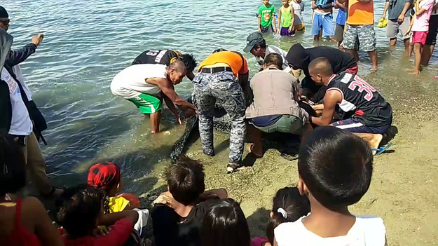Półtonowy żółw został uratowany przez tłum ludzi, po tym jak został znaleziony zaplątany na brzegu w sieci rybackie. 