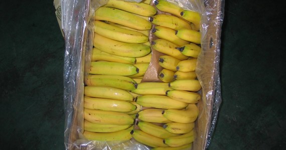 ​Polscy śledczy uruchomili współpracę międzynarodową w celu ustalenia nadawcy i odbiorcy narkotyków, które trafiły do Polski z Ekwadoru ukryte w kartonach z bananami.