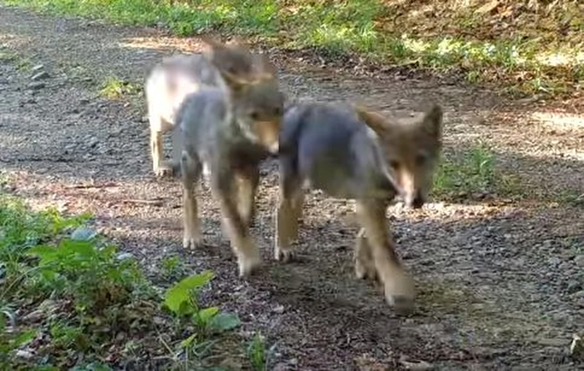 Wideopułapki umieszczone w lasach Beskidu Śląskiego zarejestrowały spacerującą po górach wilczą watahę, rysie, a nawet niedźwiedzia.