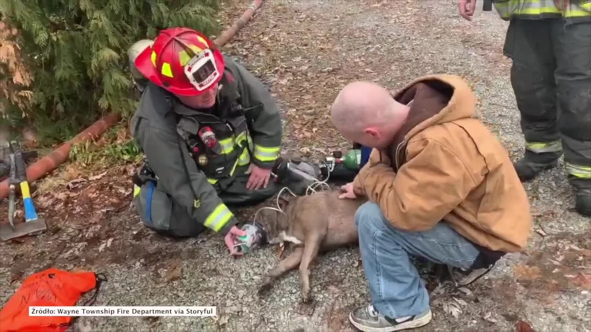 Strażacy uratowali psa z pożaru garażu na przedmieściach Indianapolis w USA. Zwierzęciu podano tlen, aby doszło do siebie. Po akcji ratunkowej widać psa, który stanął już na nogi i radośnie macha ogonem.