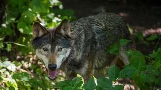 Wielkopolska: Wataha wilków coraz odważniejsza. Okoliczni mieszkańcy mają dość