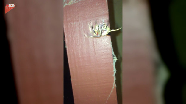 Facet nagrywał przerażającego pająka, który zwisał na pajęczynie. Prowokował pajęczaka, zbliżając się do niego i oddalając. Do czasu, gdy... 