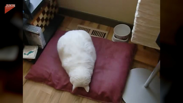 Zobaczcie, w jak nietypowy sposób śpi ten kot. Jego właściciel musi co jakiś czas wyrywać go z drzemki, aby sprawdzić czy w ogóle oddycha. Niesamowite.
