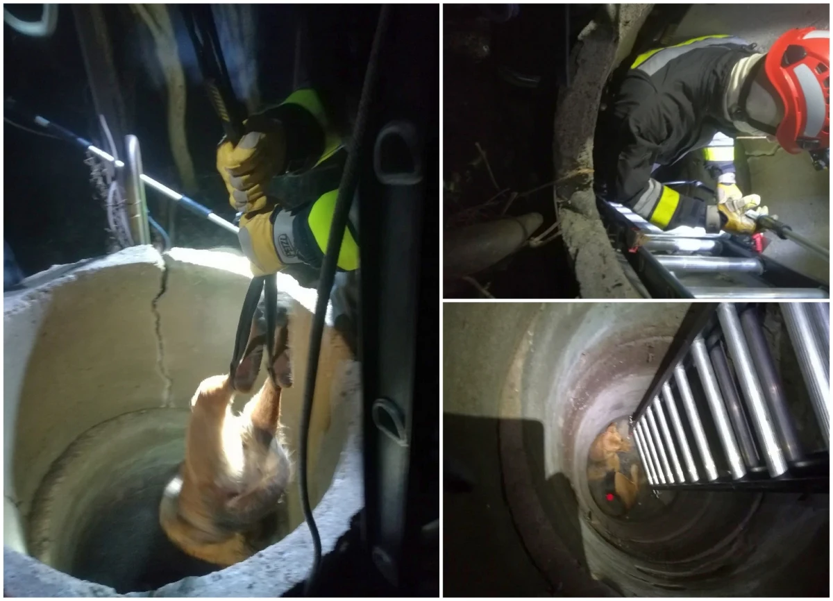 Ta historia mogła zakończyć się dla niego tragicznie, ale w porę został uratowany. Mowa o owczarku niemieckim, który wpadł do niezabezpieczonej studzienki kanalizacyjnej na warszawskich Włochach. 