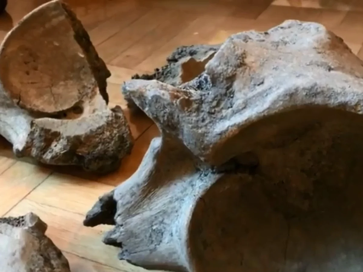 "Zaskakujące znalezisko na budowie II linii metra w Warszawie. Przy stacji metra C08 Płocka na Woli odnaleziono kości prehistorycznego ssaka. Ich wiek datuje się wstępnie nawet na 100-120 tysięcy lat" - taką informację przekazało biuro prasowe warszawskiego metra.