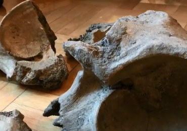 Szczątki mamuta znalezione na budowie metra w Warszawie
