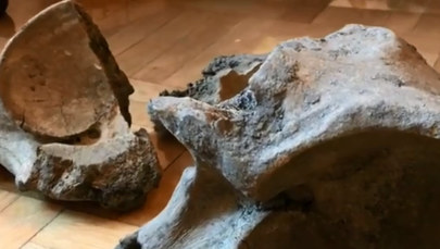 Szczątki mamuta znalezione na budowie metra w Warszawie
