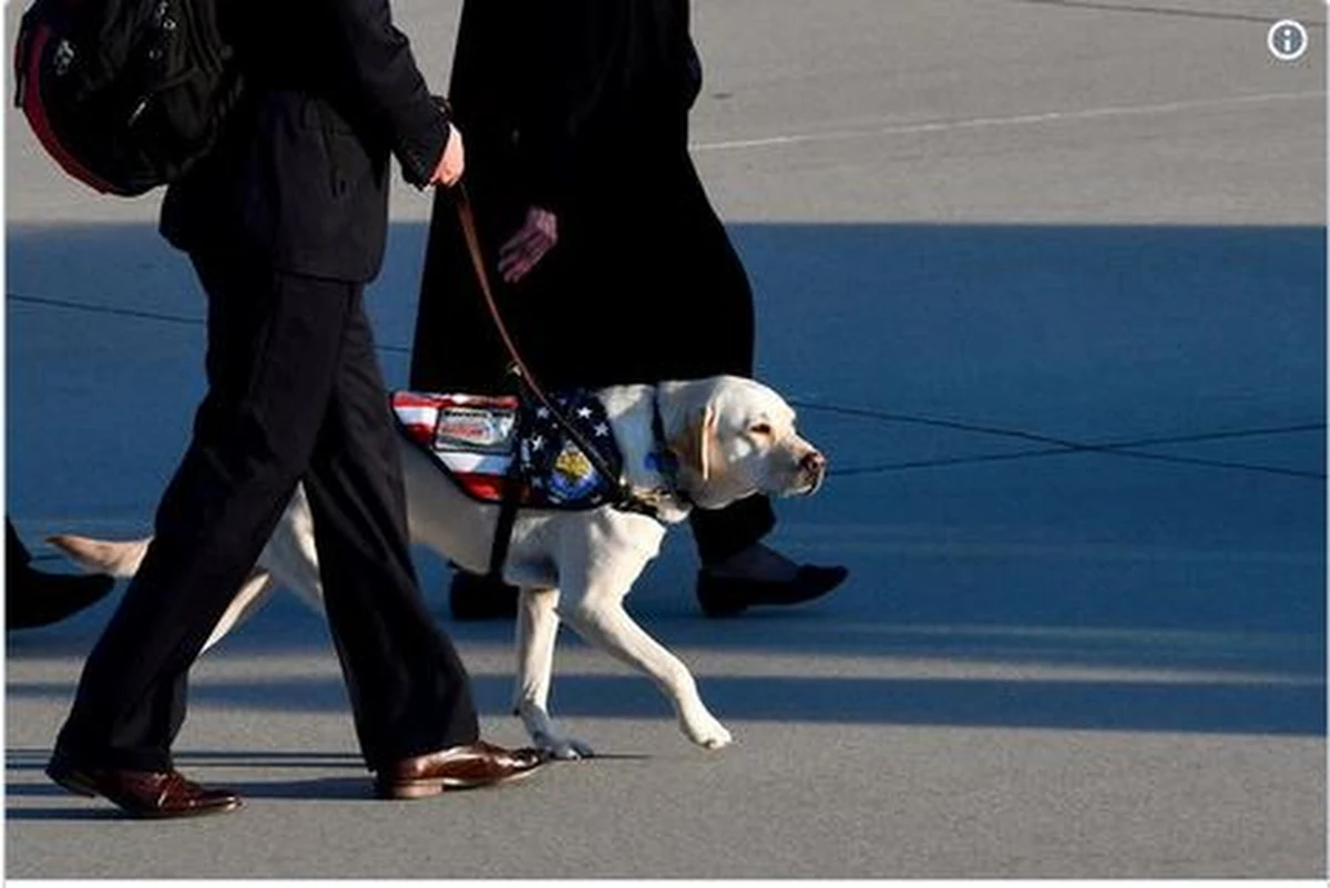 Sully - beżowy labrador, którego zdjęcie pokazujące jak czuwa przy trumnie George'a H.W. Busha, obiegło świat - jest w już w Waszyngtonie. Pies przyleciał na pokładzie prezydenckiego samolotu. W Waszyngtonie pożegna swojego pana. Zwierzę - zostało wytrenowane tak, żeby pomagać osobom chorym, głównie weteranom. 