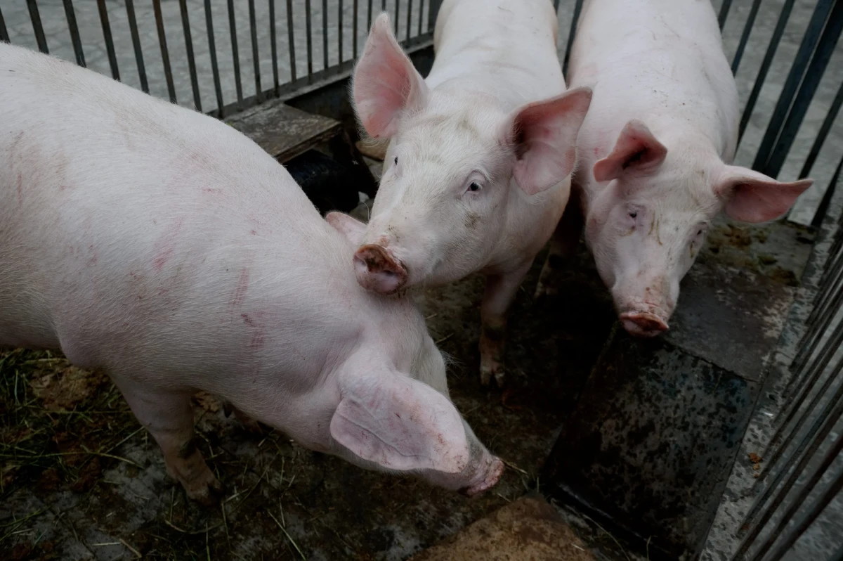 Kraj, którego rząd otwarcie wspiera górnictwo węgla, z najbardziej zatrutym powietrzem w Europie, a do tego jadłospis dla ponad 20 tysięcy uczestników szczytu w Katowicach jest zdominowany przez potrawy mięsne i nabiałowe. Międzynarodowe organizacje ekologiczne są coraz bardziej zadziwione szczytem klimatycznym w Polsce. W specjalnym raporcie o obciążającym klimat jedzeniu na COP24 piszą, że mięso przyczynia się do zwiększenia emisji gazów cieplarnianych. 