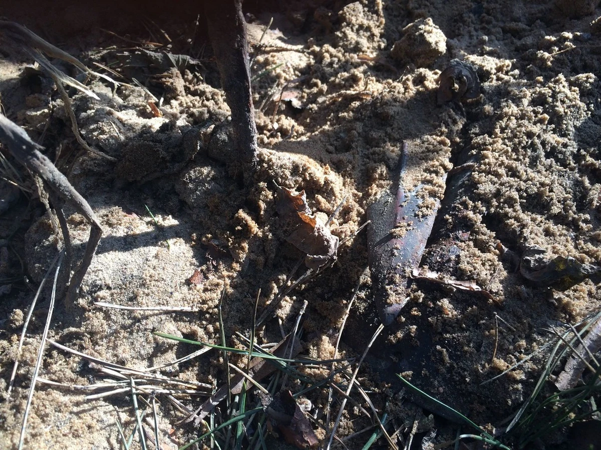 Badali cmentarzysko wojów sprzed dwóch tysięcy lat. Dziś szukają pieniędzy na kolejny etap prac archeologicznych. Potrzebują 20 tysięcy złotych. W ubiegłym roku, na terenie powiatu gorzowskiego, przypadkowa osoba, znalazła w lesie artefakty. Odsłoniły je powyrywane przez silny wiatr drzewa.