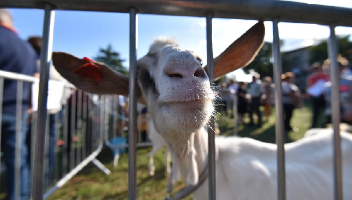 ​Serbska koza zjadła 20 tysięcy euro w gotówce, które jego właściciele zebrali na zakup ziemi. Zwierzę za karę skończyło na rożnie.