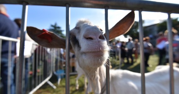 ​Serbska koza zjadła 20 tysięcy euro w gotówce, które jego właściciele zebrali na zakup ziemi. Zwierzę za karę skończyło na rożnie.