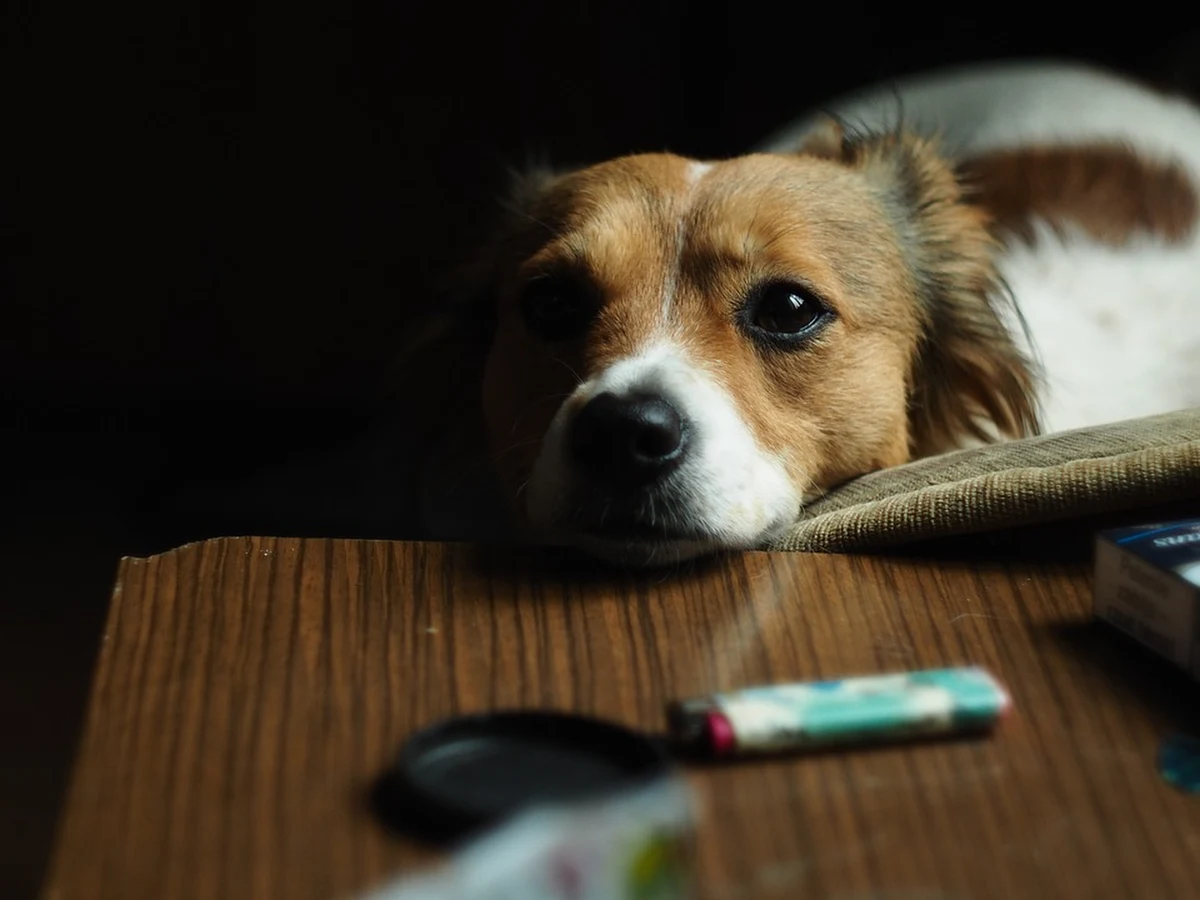 Policja w Busko-Zdroju w woj. świętokrzyskim zatrzymała 39-letnią kobietę, która wyrzuciła z balkonu na 4. piętrze psa. Zwierzę nie przeżyło. Kobieta tłumaczyła się, że pies ją denerwował, bo szczekał. 