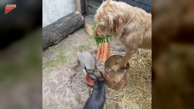 Pies chciał pomóc swojemu właścicielu w codziennych czynnościach na farmie. Postanowił, że weźmie pęk marchwi i nakarmi swoich mniejszych kumpli. 