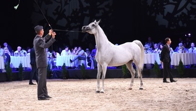 Pride of Poland 2018: Jeden z najgorszych wyników w historii!