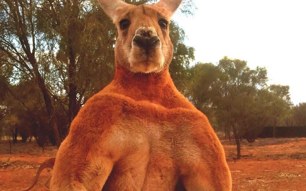 Kangur Roger zyskał światową sławę dzięki swoim muskułom. Teraz właściciele farmy, na które się wychował, opłakują jego śmierć. "Mięśniak" Roger dożył 12 lat. 