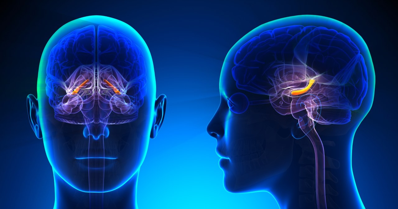 Naukowcy odkryli coś dziwnego w mózgu. Chodzi o twoją pamięć