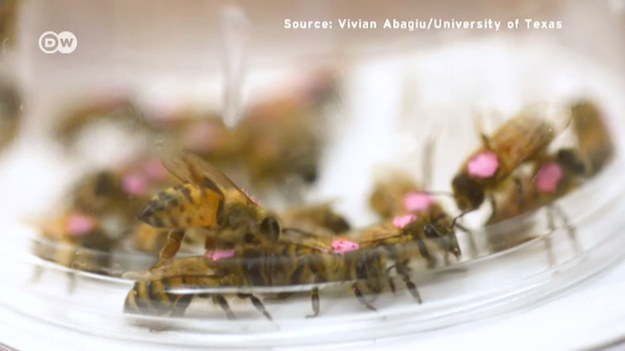 Naukowcy z Uniwersytetu w Teksasie potraktowali pszczoły glifosatem w stężeniu odpowiadającym temu, jakie stosuje się na polach. Zobaczcie, co się stało.