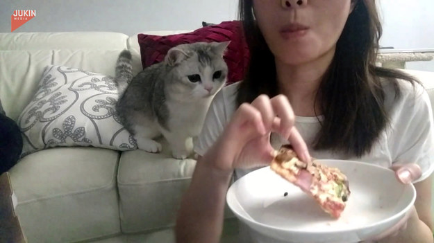 Zdeterminowany kot nie mógł wymyślić sposobu na to, jak dostać upragniony kawałek pizzy, którym zajadała się właścicielka. 