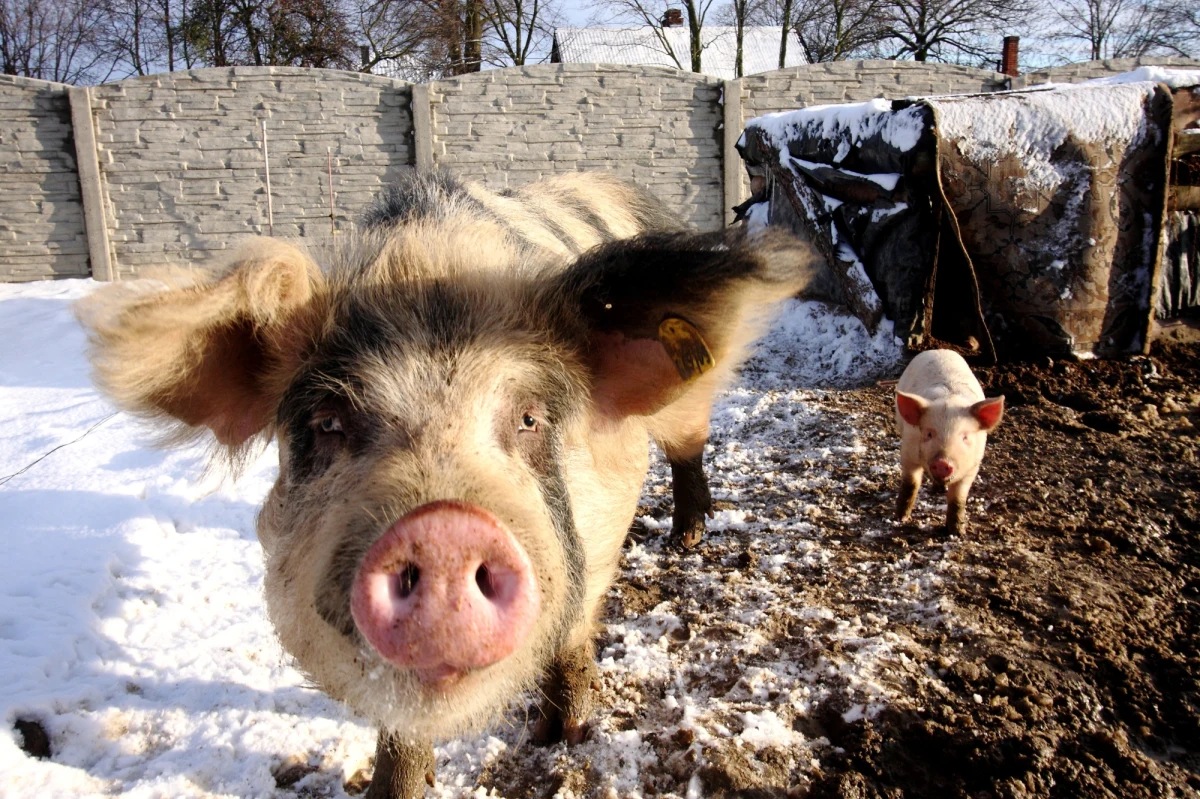 Minister rolnictwa podjął decyzję o wstrzymaniu importu świń i mięsa wieprzowego z obszarów objętych ograniczeniami, czyli z tzw. stref czerwonych ASF m.in. z Litwy.