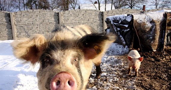 Minister rolnictwa podjął decyzję o wstrzymaniu importu świń i mięsa wieprzowego z obszarów objętych ograniczeniami, czyli z tzw. stref czerwonych ASF m.in. z Litwy.