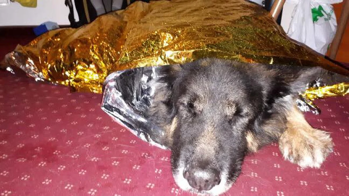 Nietypową prośbę o pomoc dostali beskidzcy goprowcy. Zwozili z gór… psiaka. 