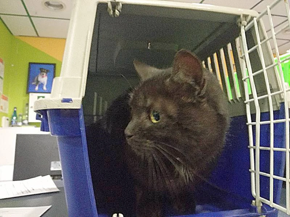 Nietypowy gość na warszawskim lotnisku. Ekopatrol Straży Miejskiej zaopiekował się jednym z pasażerów na gapę. Chodzi o... kota.