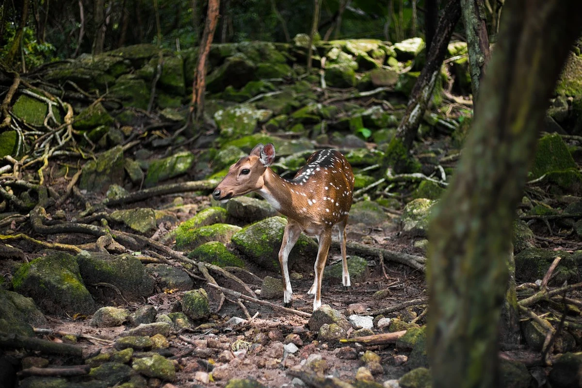 Kłusownik z Missouri został skazany na rok więzienie za zabicie setek jeleni. Sędzia nakazał mu oglądanie w zakładzie karnym kreskówki Disneya "Bambi".
