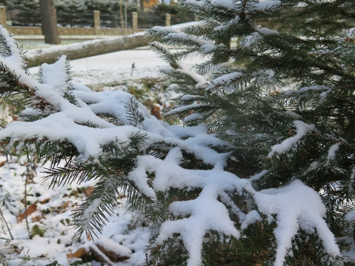 W tym roku astronomiczna zima rozpocznie się dokładnie o godz. 23.23 w piątek 21 grudnia. Wtedy nastąpi moment przesilenia zimowego. Dokładną godzinę początku astronomicznej zimy wyznacza moment przejścia Słońca przez tzw. punkt Koziorożca. W tym dniu Słońce góruje w zenicie na zwrotniku Koziorożca, czyli najdalej wysuniętej na południe szerokości geograficznej, dla której jest to możliwe. Wtedy w Polsce i na półkuli północnej kąt padania promieni słonecznych podczas górowania (w południe) jest najmniejszy w całym roku.